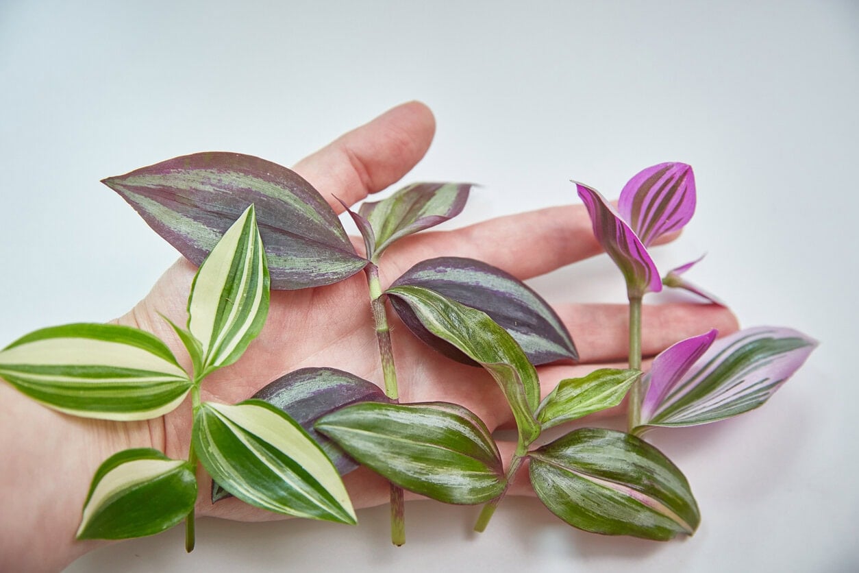 Tradescantia cuttings for propagation