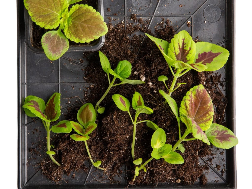 Coleus propagations cuttings