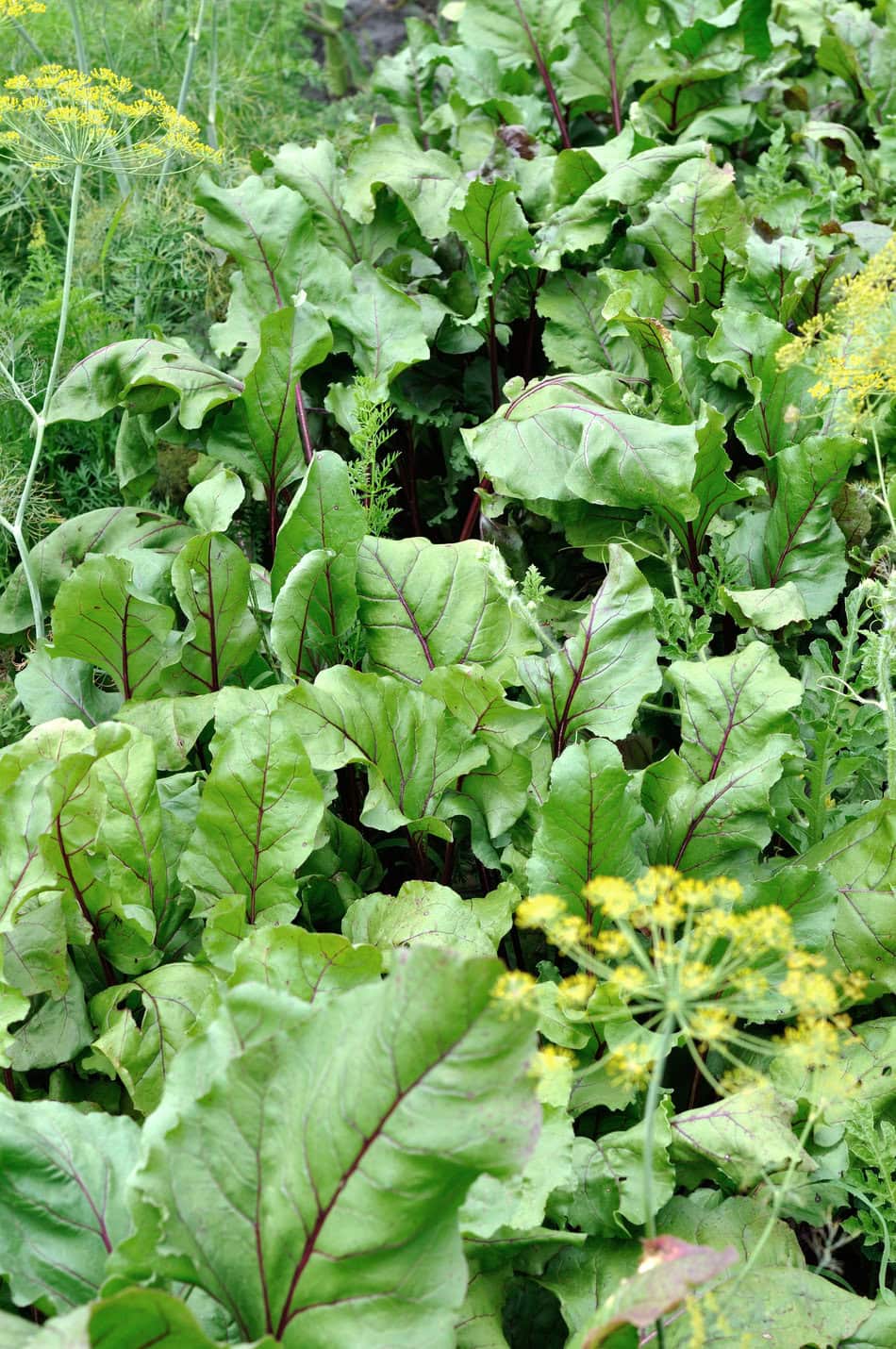 Beets and dill growing
