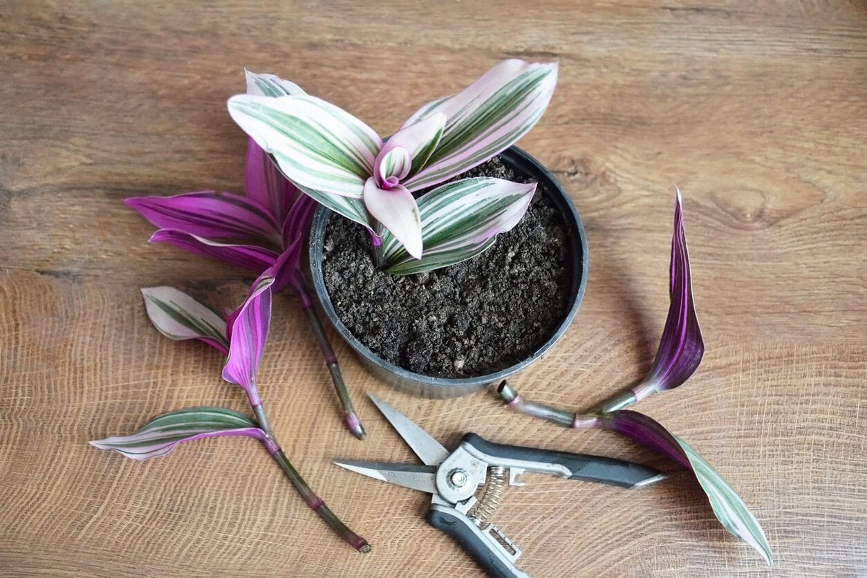 stem cuttings tradescantia propagation