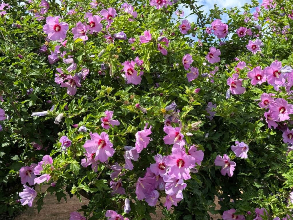 Rose of Sharon (Hibiscus syriacus)