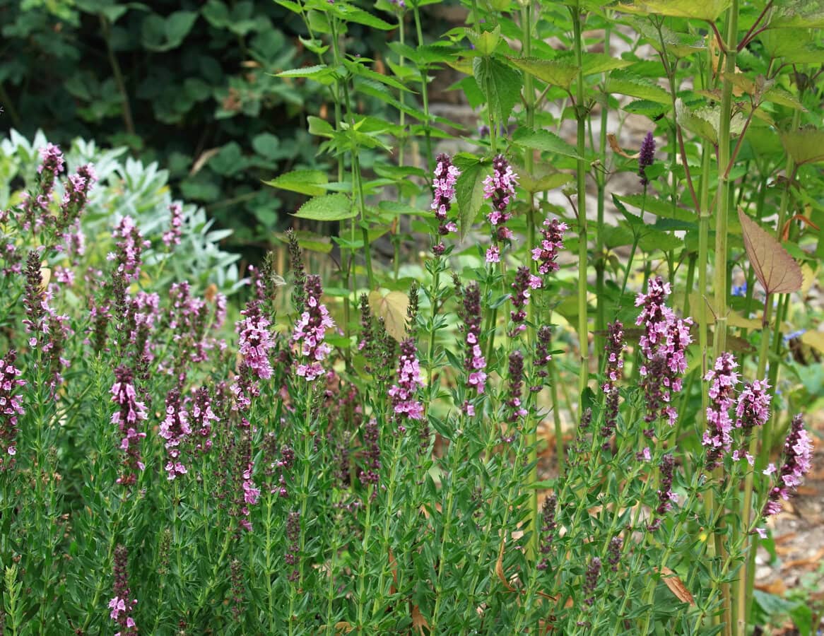 Agastache