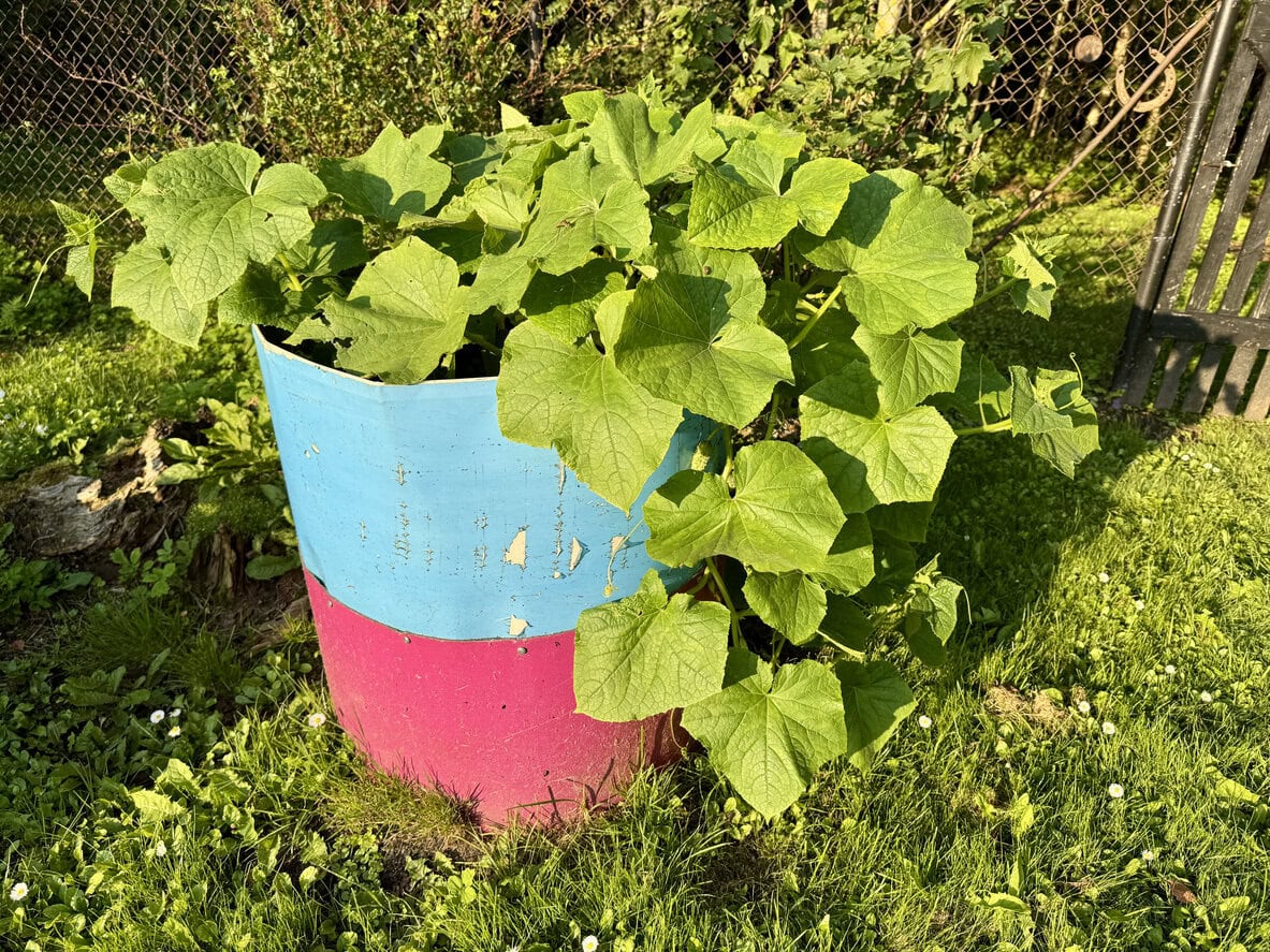 Cucumber spacemaster growing in a container