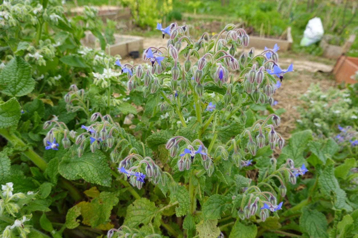 Borage growing garden