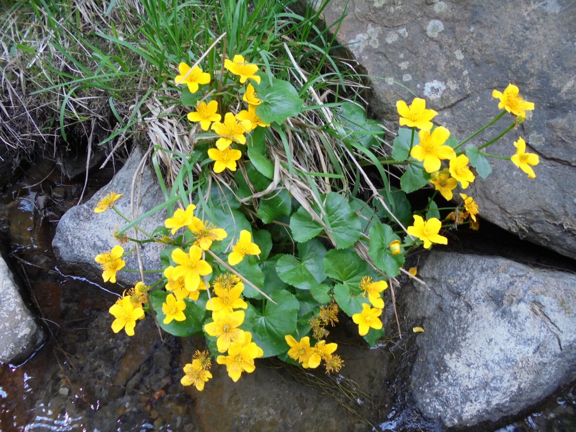 Marsh Marigold