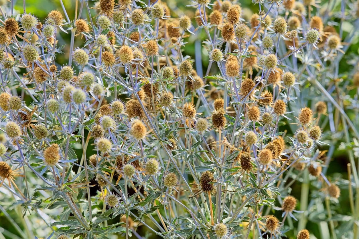 Sea holly dried
