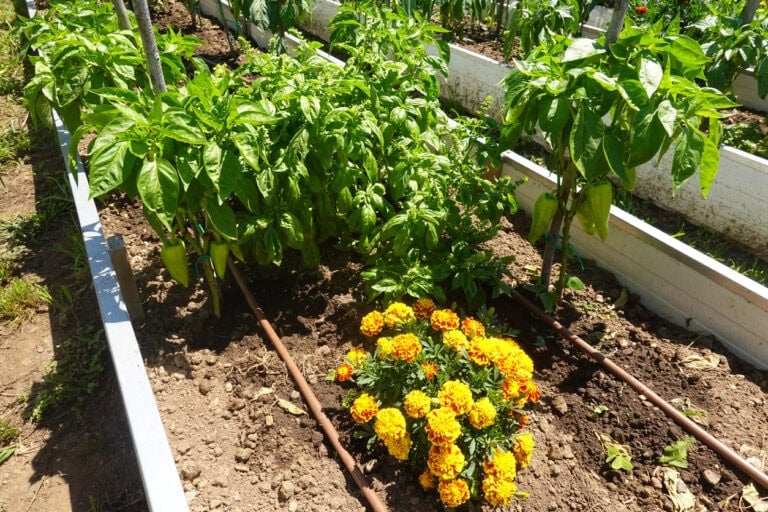 8 Flowers That Actually Repel Garden Pests Naturally