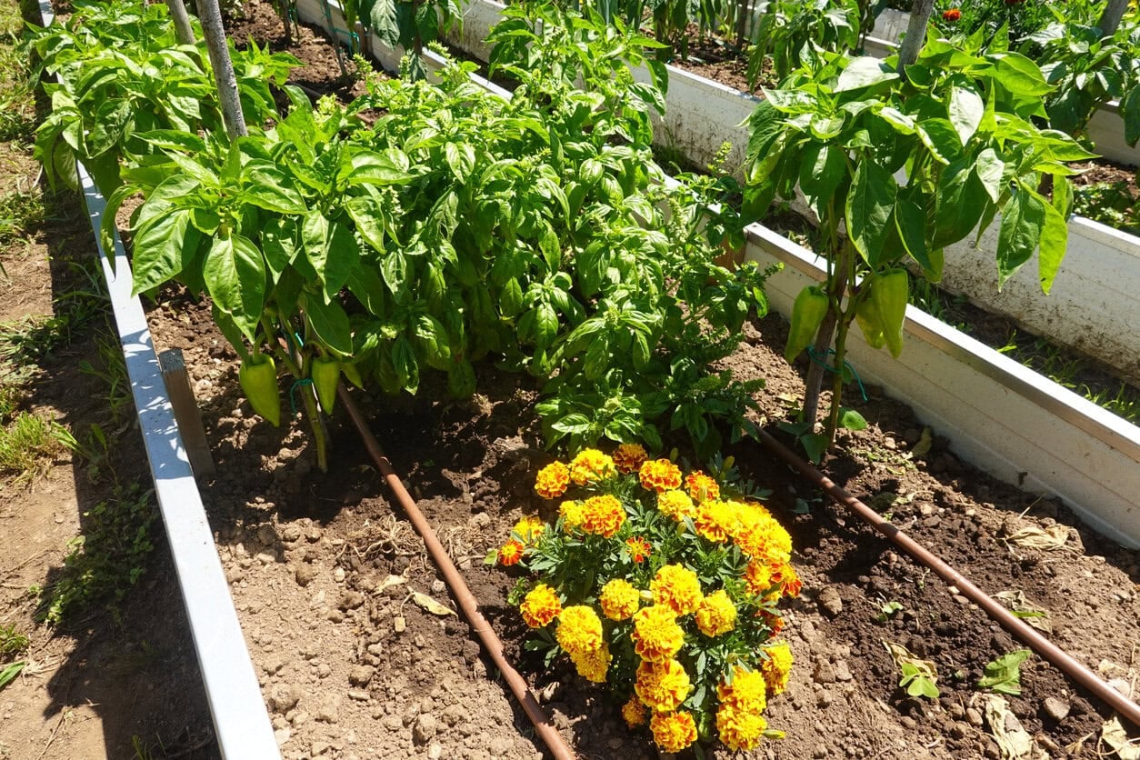 Peppers, Basil and Marigolds growing