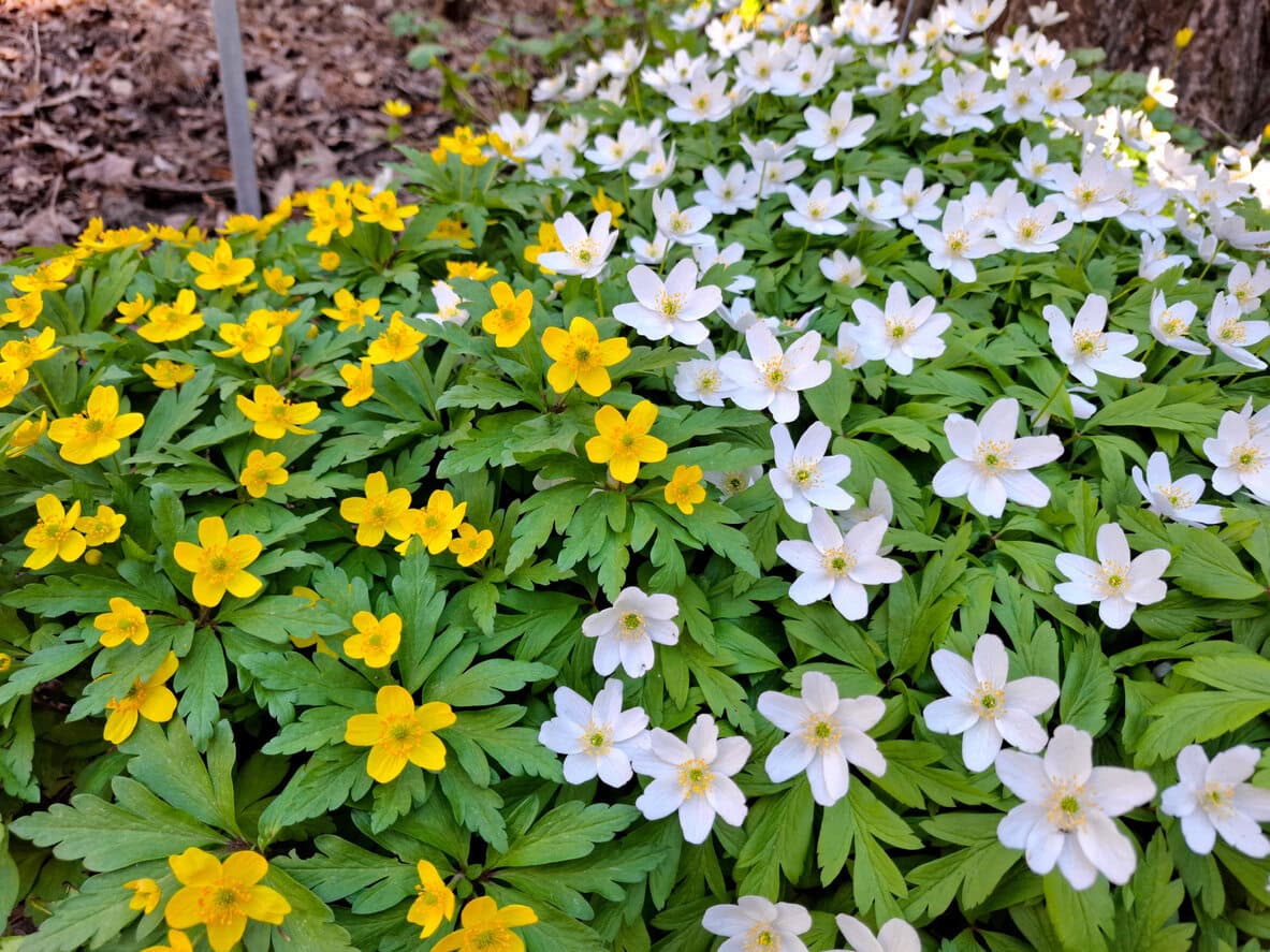 Wood Anemone