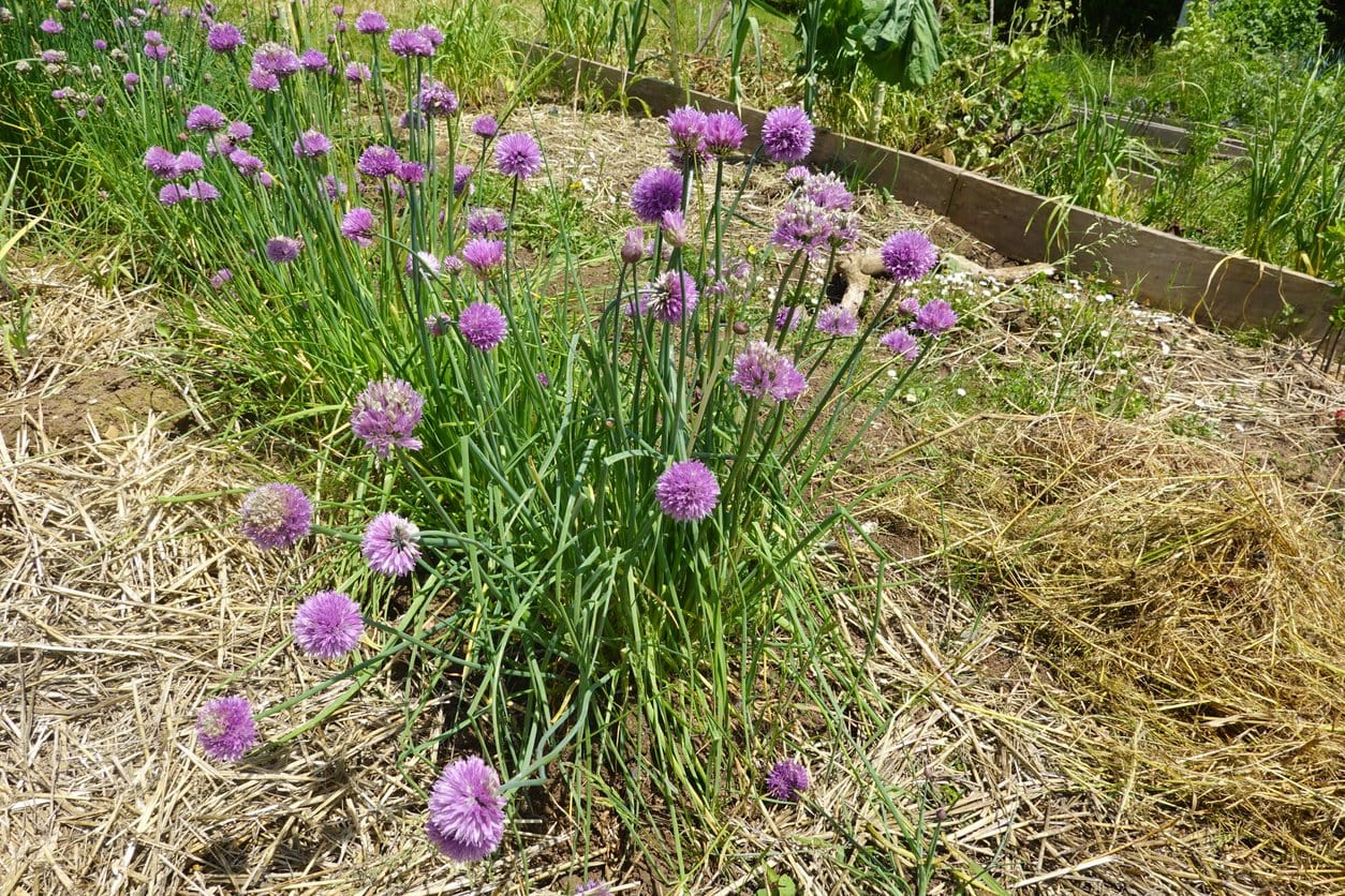 Chives growing in vegetable garden