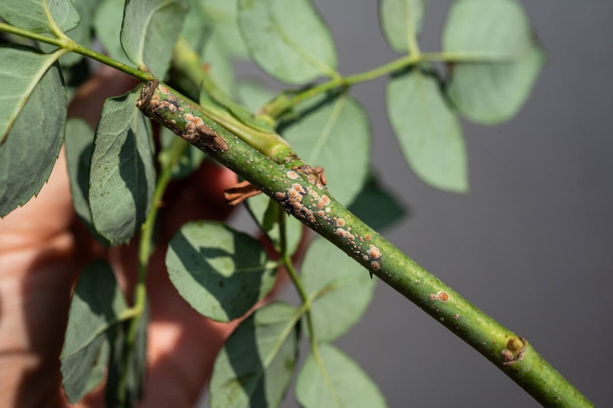 Roses with scale insect