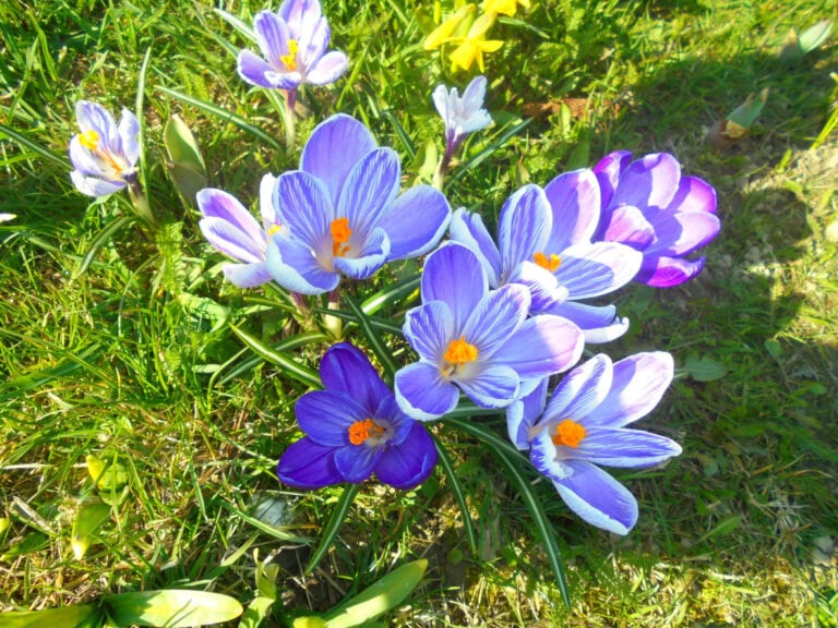 12 Early-Spring Blooming Perennials to Plant in February
