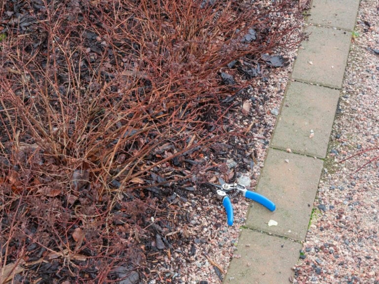 7 Shrubs You Can Safely Prune Before Spring Growth Starts