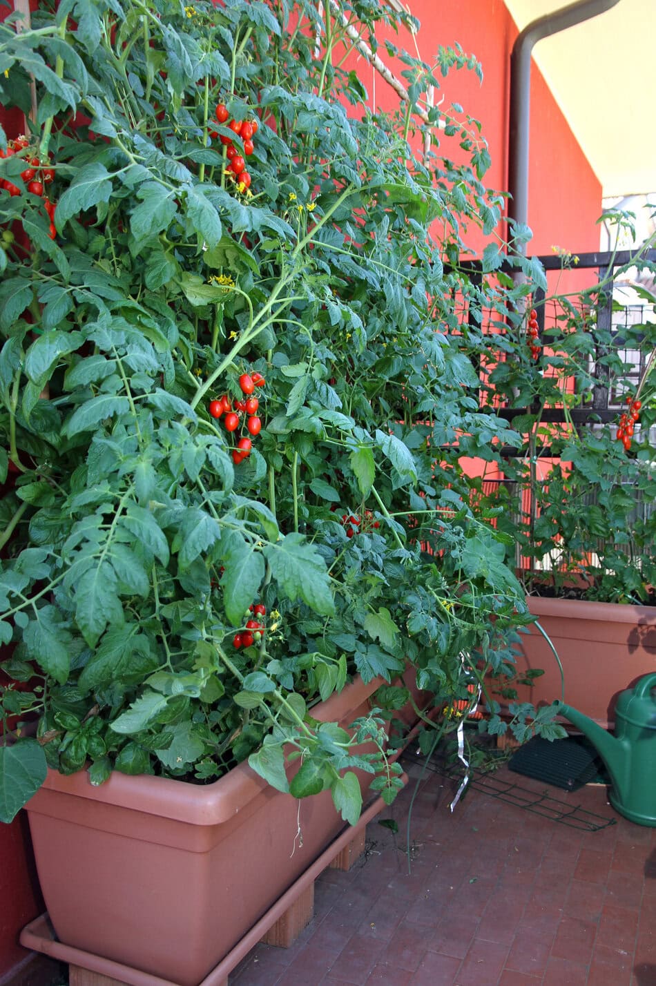 Potted tomatoes in a balcony