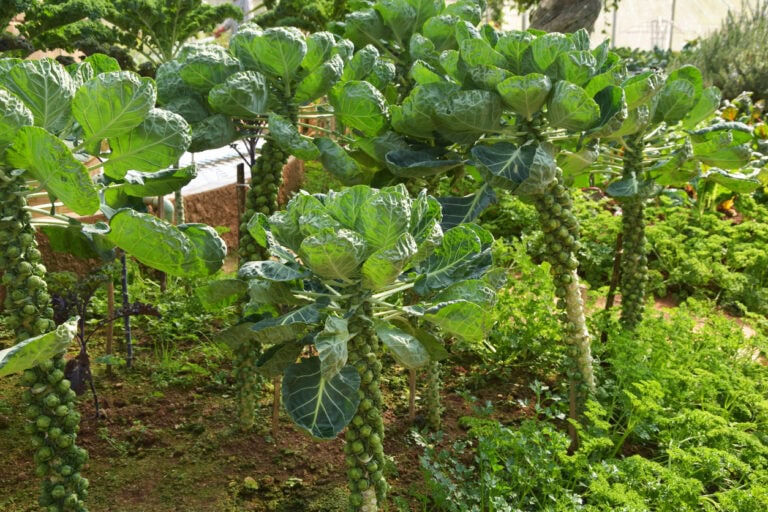 9 Companion Plants for Brussels Sprouts That Actually Work