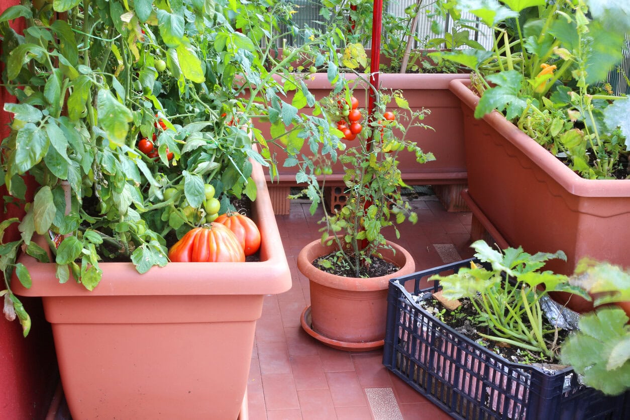 Potted tomatoes in a balcony
