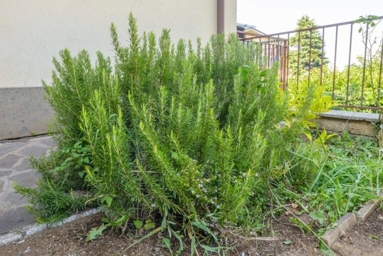 8 Essential Rosemary Tasks to Do in January for Strong Spring Growth