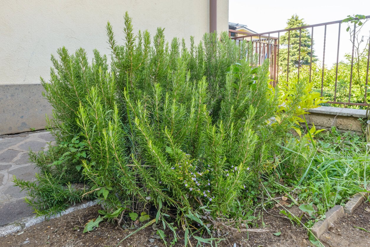 Rosemary