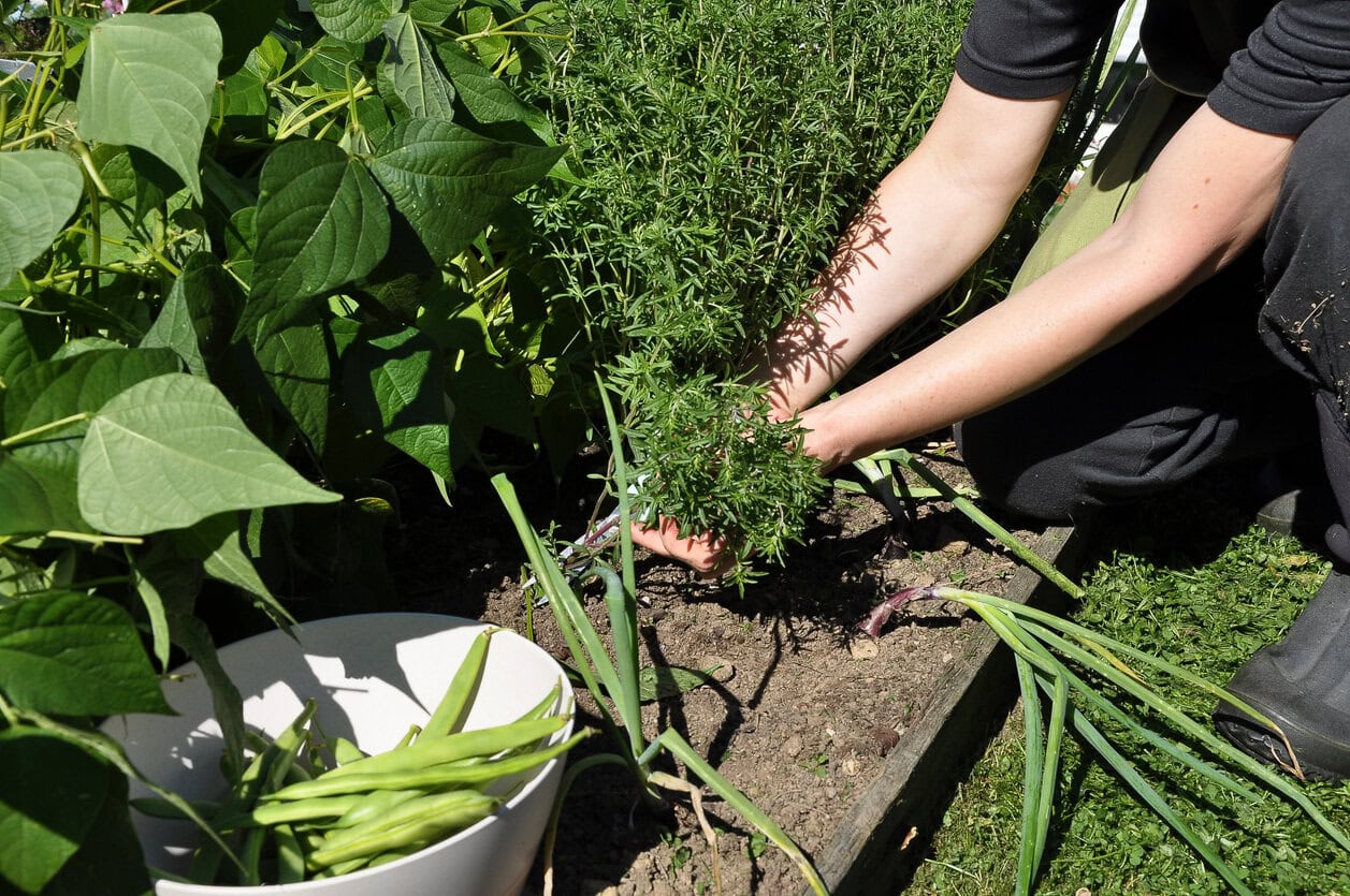 Summer Savory and beans