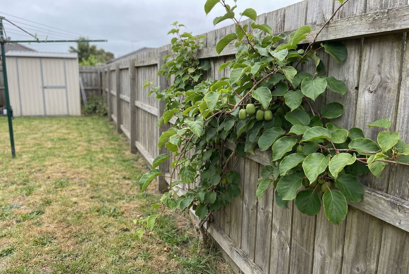 Hardy Kiwi