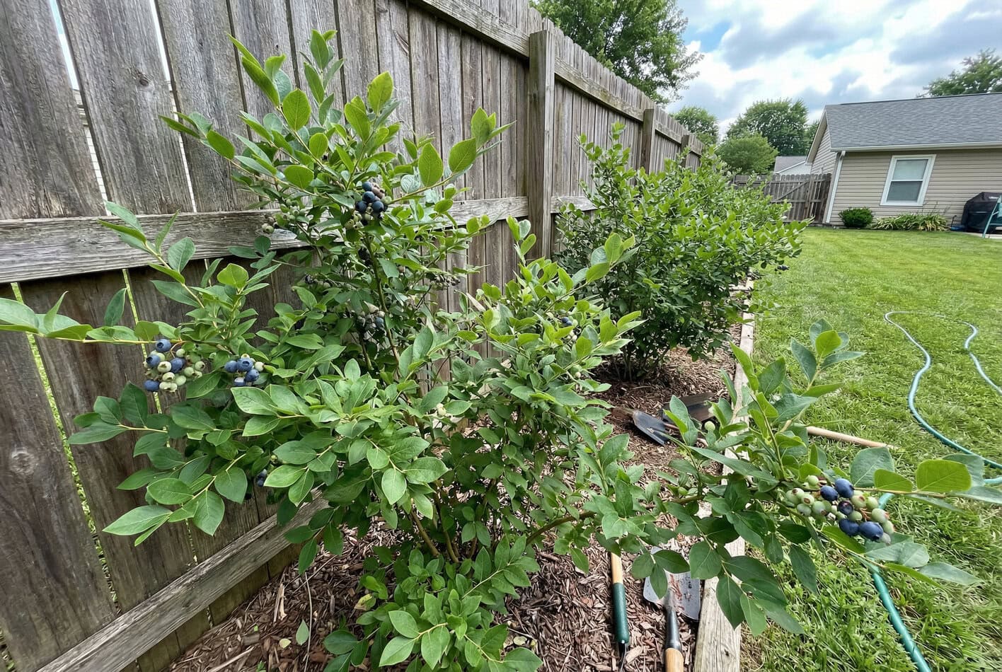 Highbush Blueberries