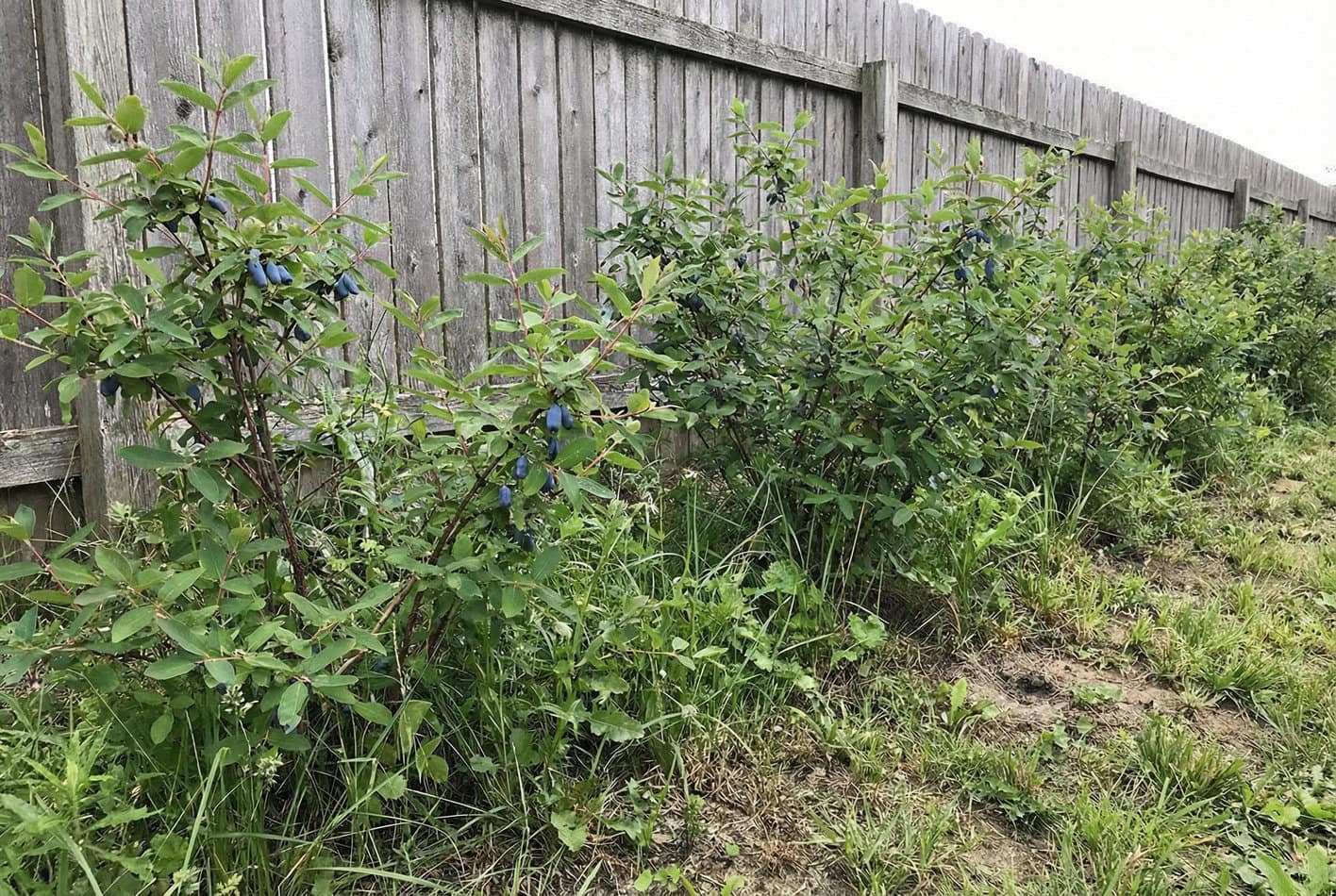 Honeyberries