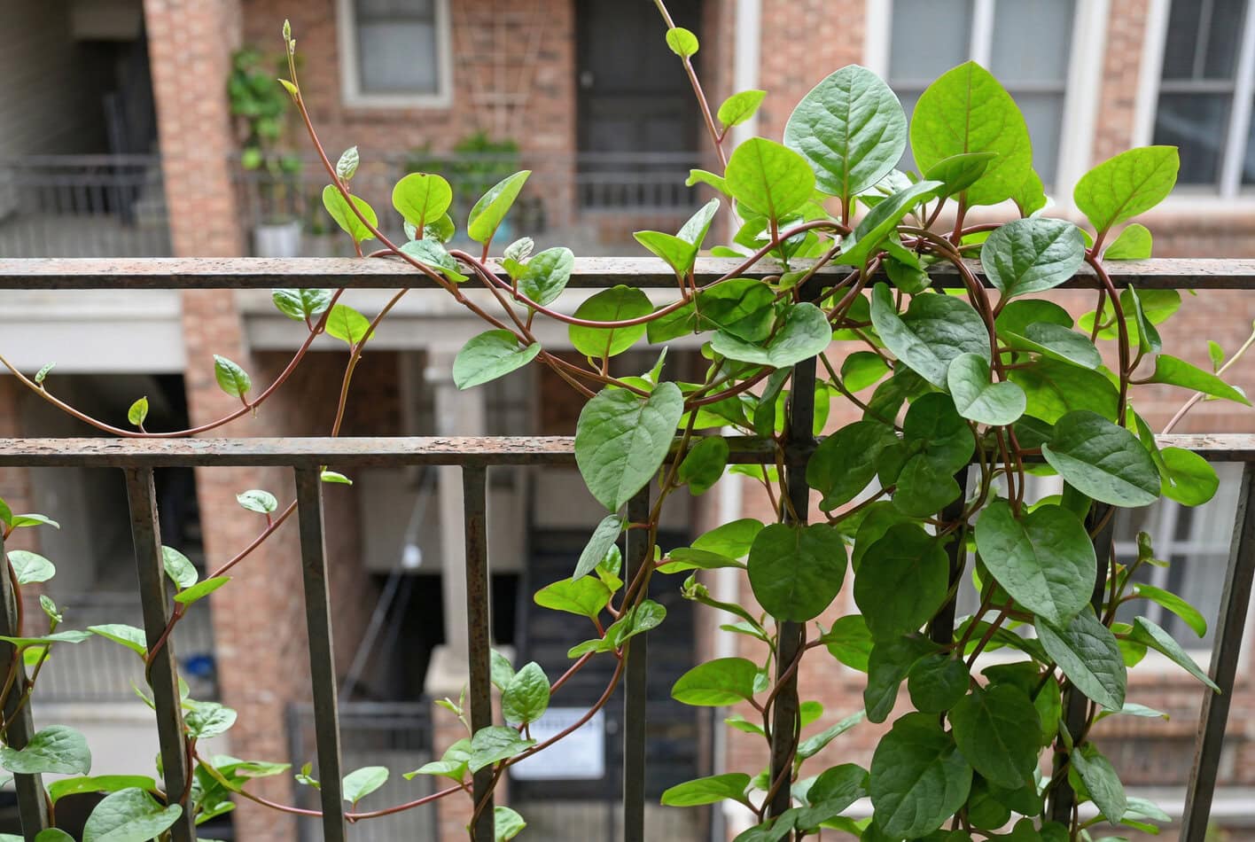 Malabar Spinach