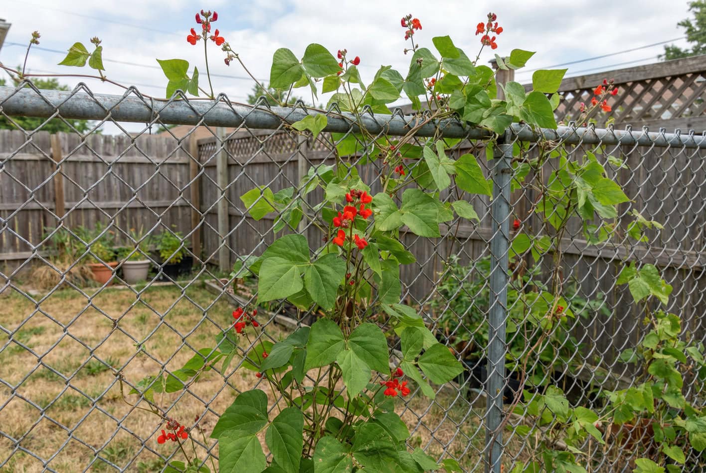 Scarlet Bean