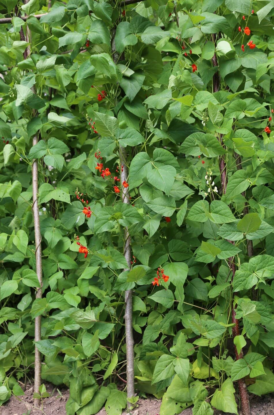 Scarlet Beans