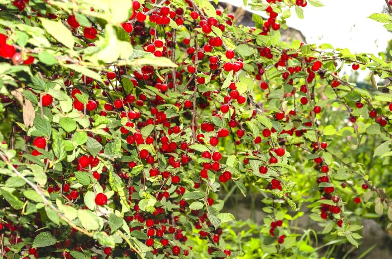 Nanking Cherry (Prunus tomentosa)