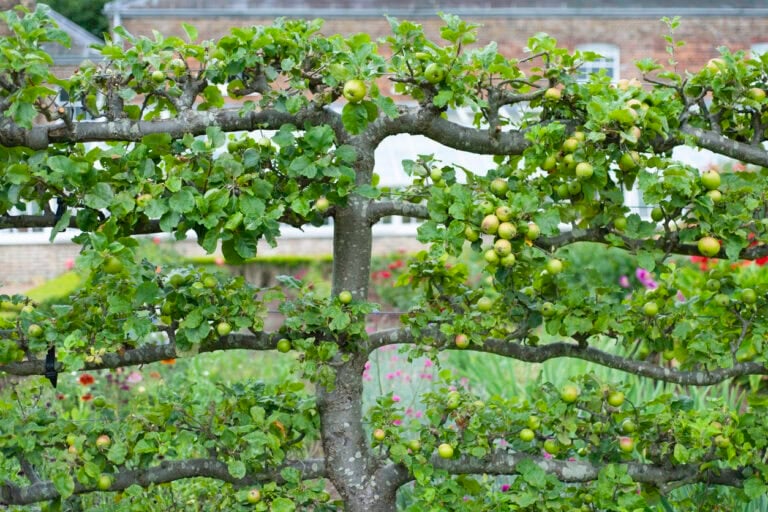 15 Edible Fence Ideas That Combine Beauty and Function