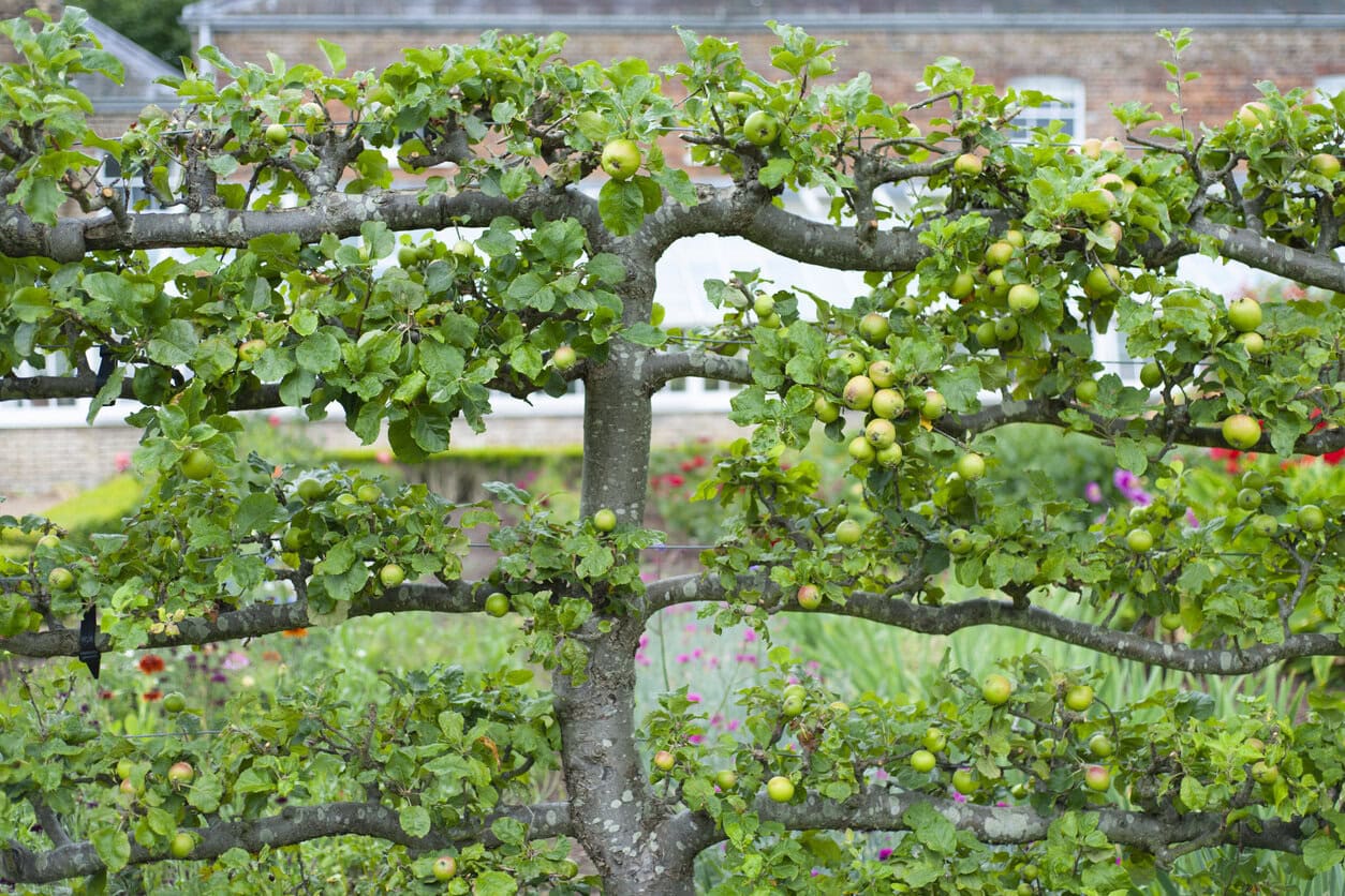 Espaliered Apple Trees