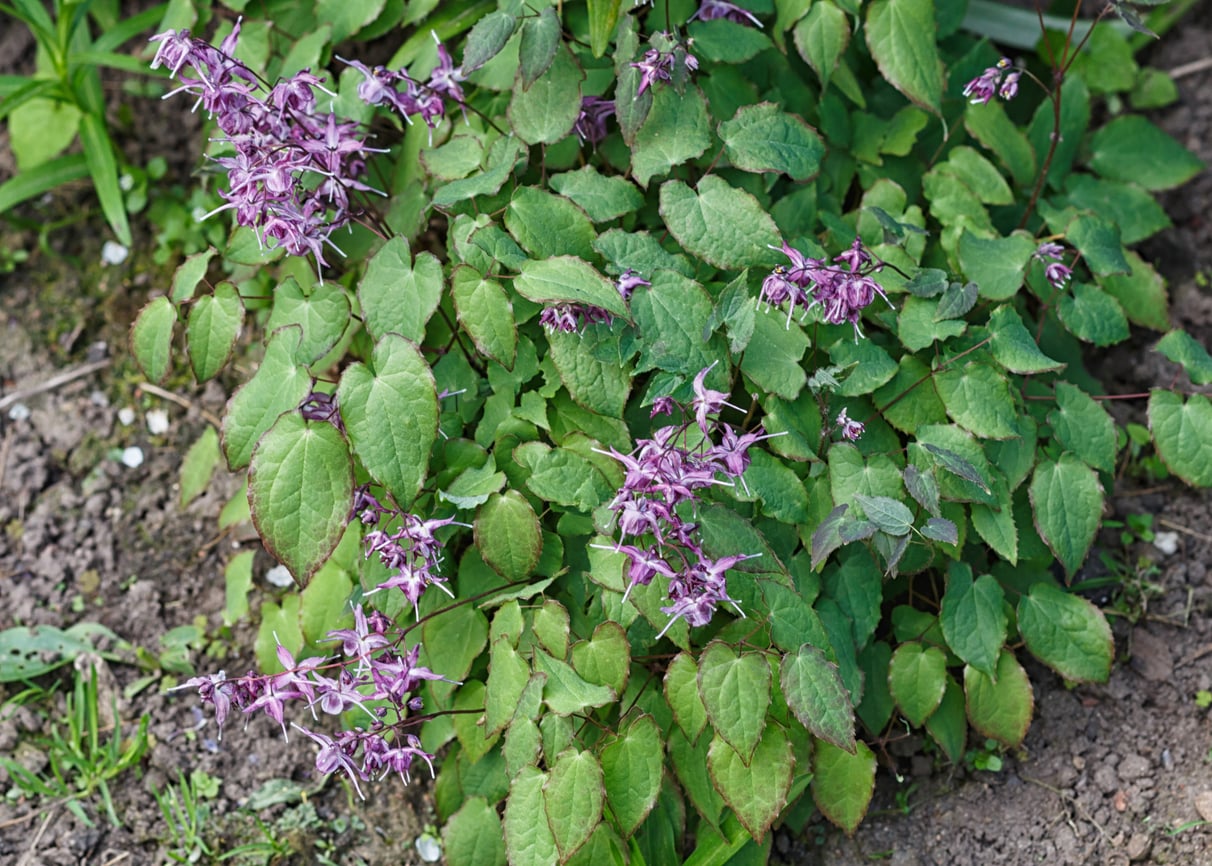 Epimedium