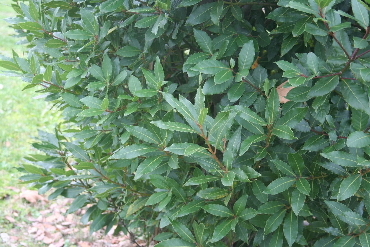Italian Bay Laurel (Laurus nobilis)