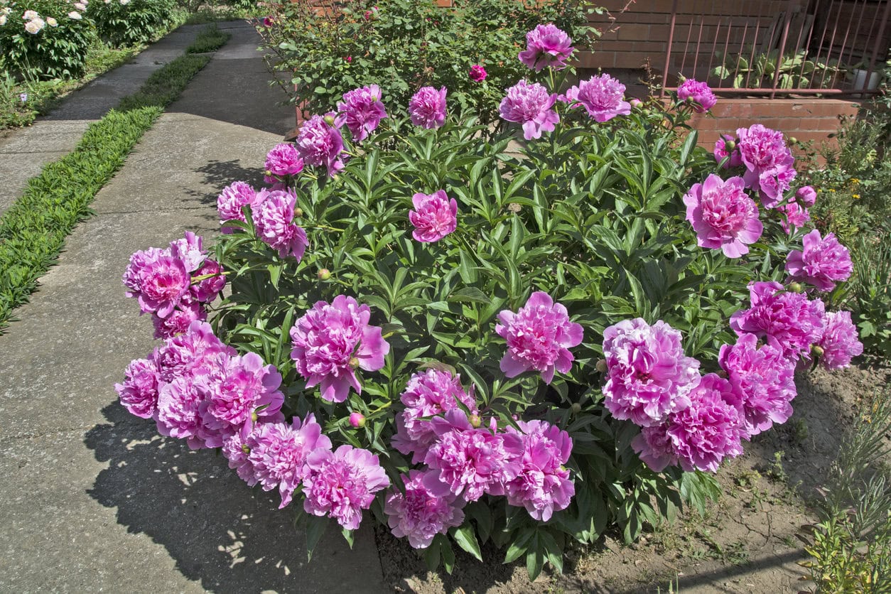 Peony
