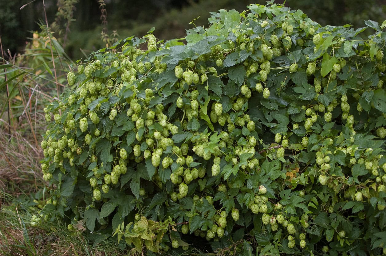 Green hop cones