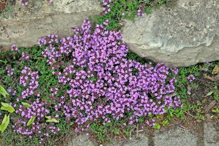 10 Stunning No-Mow Lawn Ideas Using Ground Covers