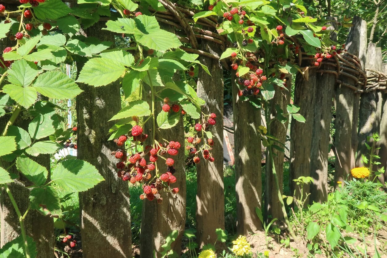 Blackberries