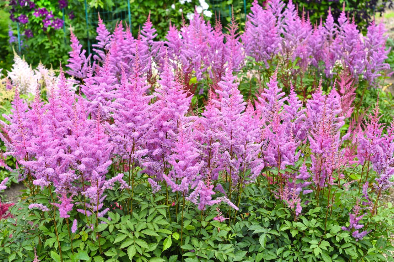 Astilbe