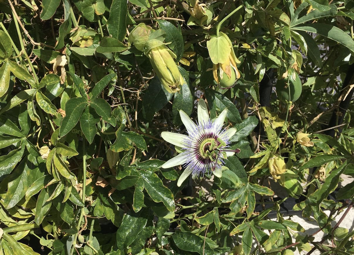 Passionfruit blooming