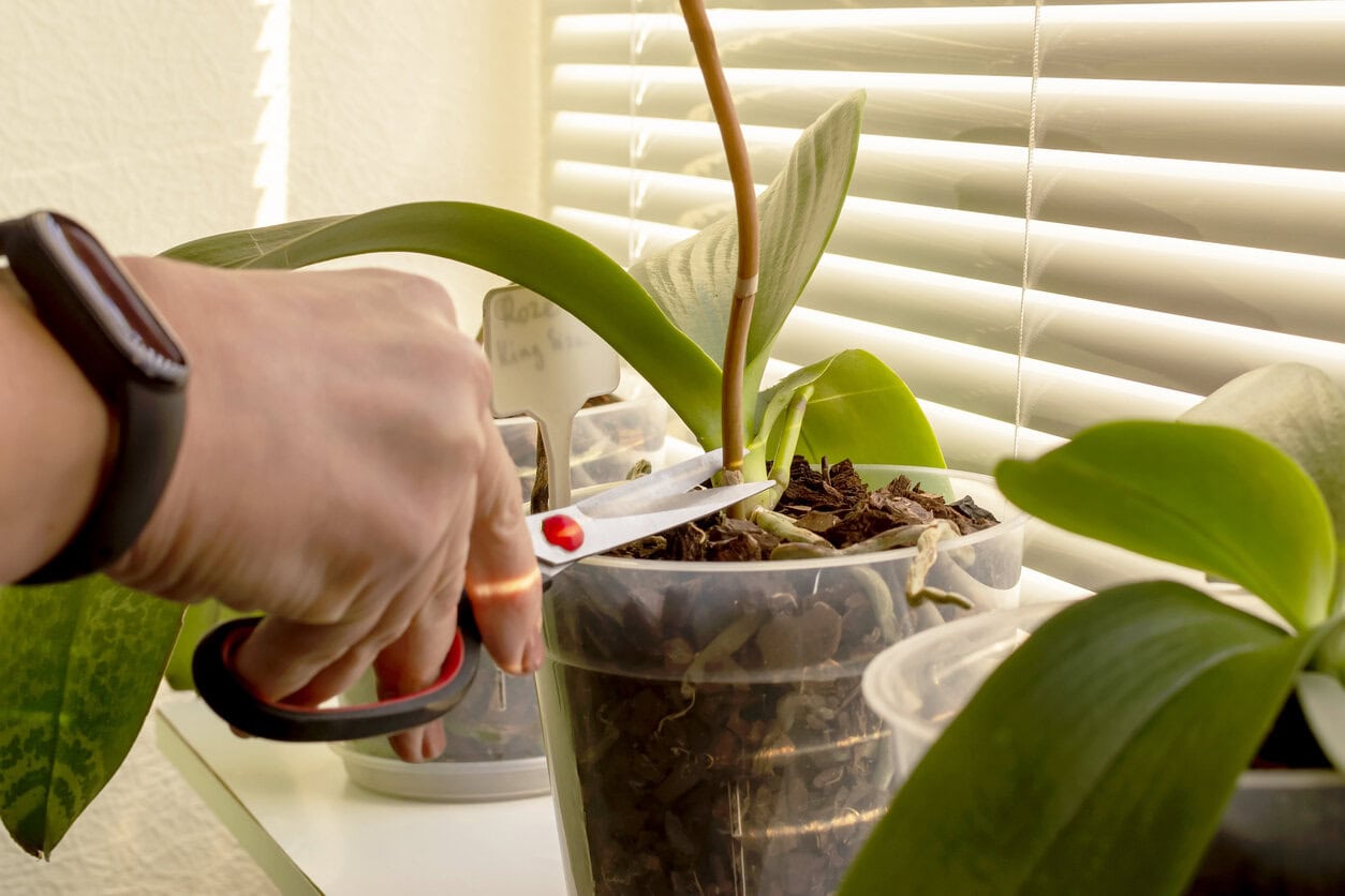 Orchid cutting spent bloom spike