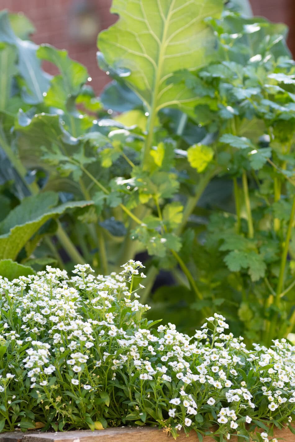 Broccoli, cilantro, and alyssum growing in a raised bed