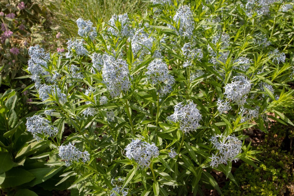 Blue Star or Amsonia