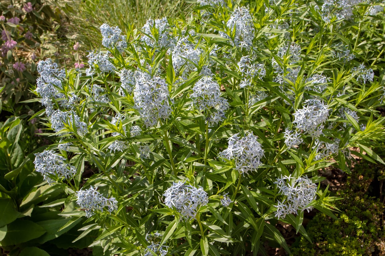 Blue Star (Amsonia tabernaemontana)