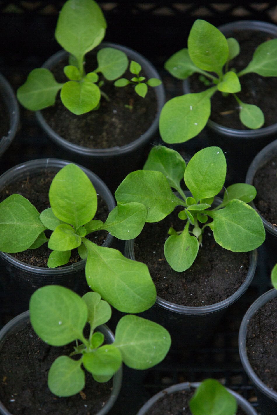 Petunia seedlings