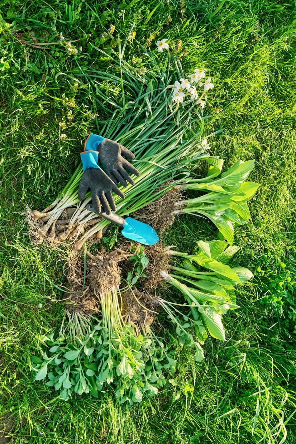 Spring season, planting division of plant bushes. Bush hosta sedum daffodils with roots lying on grass with shovel, prepared for planting.