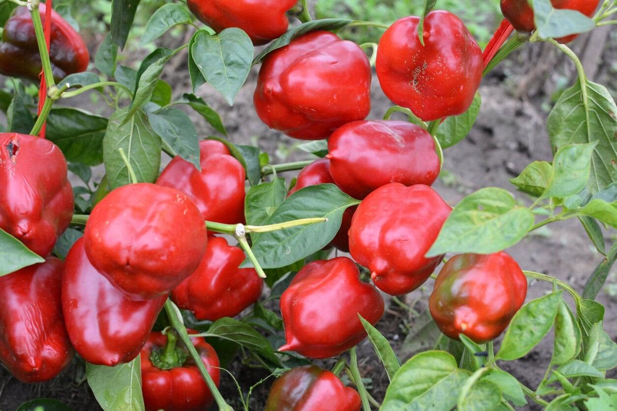 Red bell peppers