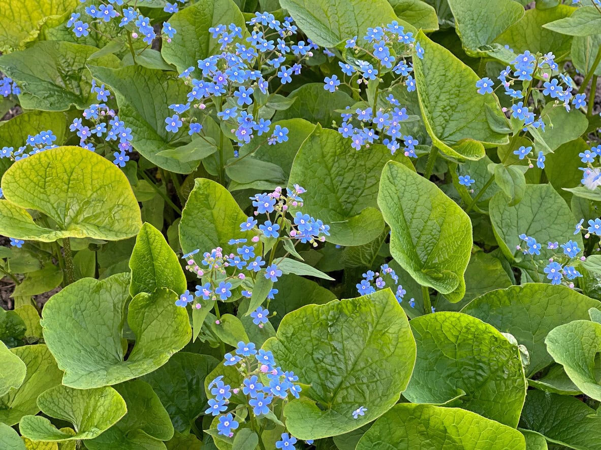 Brunnera (Siberian Bugloss)