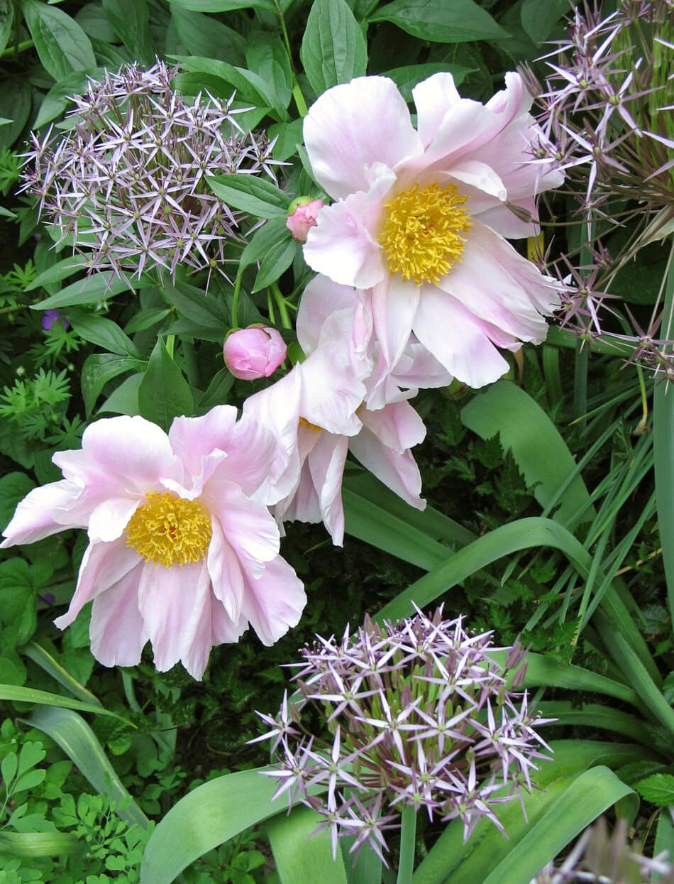 Peonies and Alliums