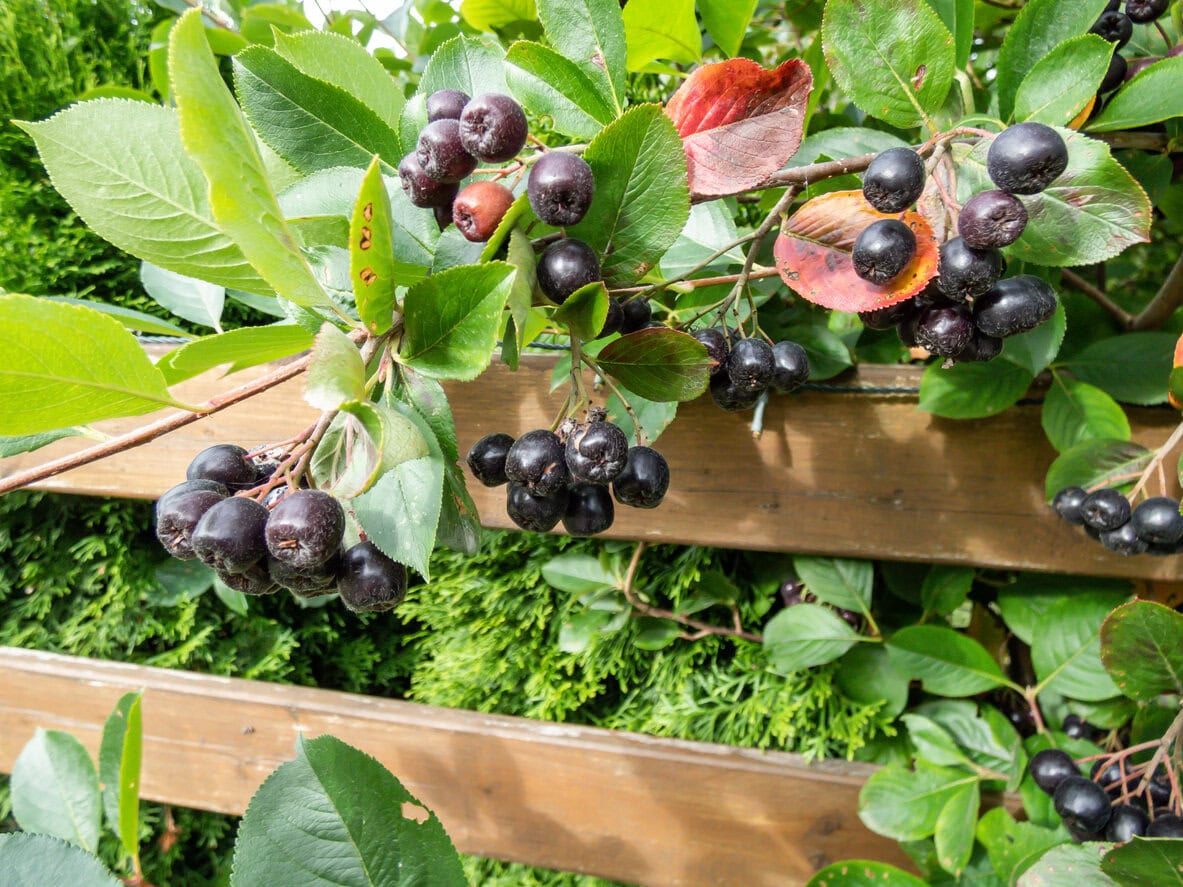 Aronia